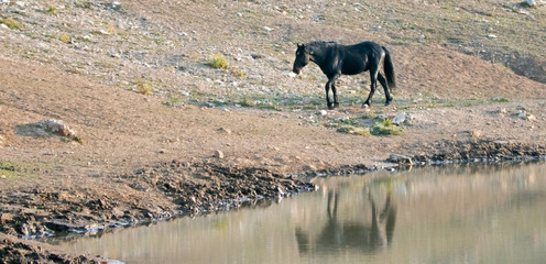 Wild Horse - Black Stallion reflecting in the waterhole in the Pryor Mountains Wild Horse Range in...