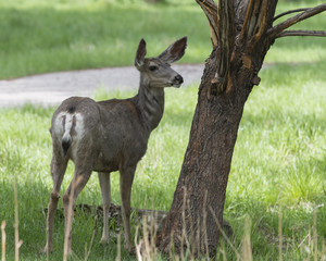 Immature Mule Deer standing by a tree.