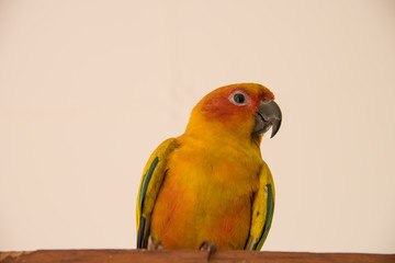 sun conure parrot close up , Beautiful yellow parrot