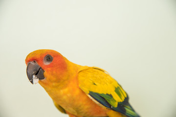 Beautiful yellow parrot, closeup Sun Conure bird eating food