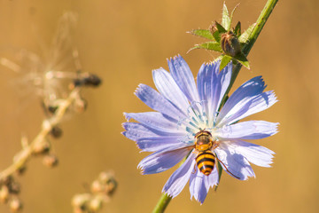 bee collects nectar with chicory macro