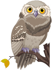 Owl