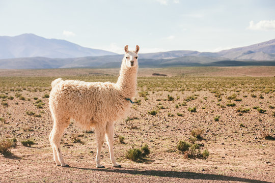 Lama standing on altiplano landscape looking at camera
