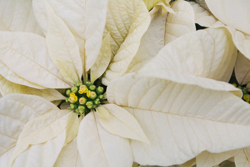 White Poinsettia