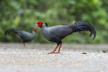 Siamese fireback or Diard's fireback ,the Thai national bird