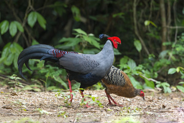 Siamese fireback or Diard's fireback ,the Thai national bird