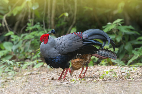 Siamese fireback or Diard's fireback ,the Thai national bird