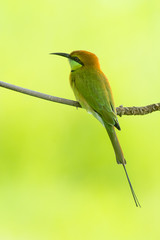 Beautiful birds, Green Bee - eater or little green bee-eater perching on a branch