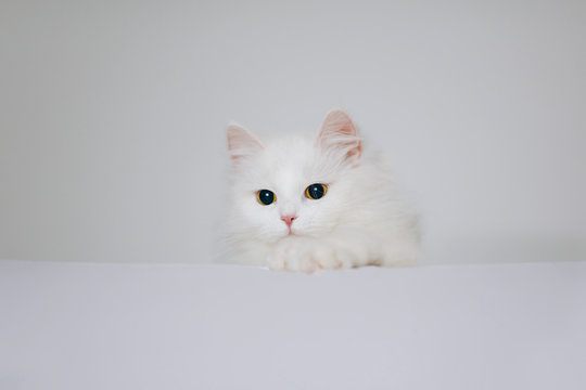 Little beautiful persian cat indoors