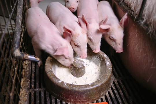 Group of pigs eating