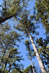 Obraz premium Looking up