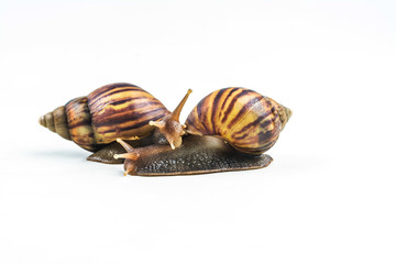 snails on white background  ,Can convey the love of young people or competition