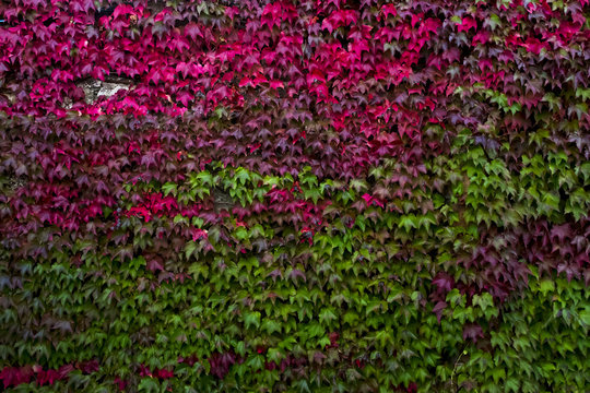 Bright wall decorated with Fall vine leaves