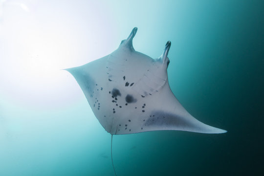 Manta ray