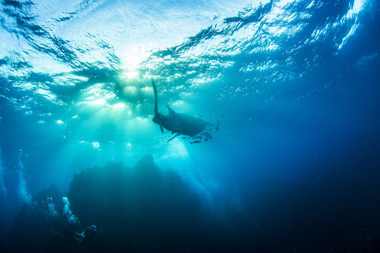 Whale shark