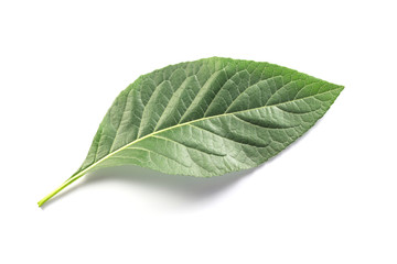 Fototapeta premium green leave on white background. isolated