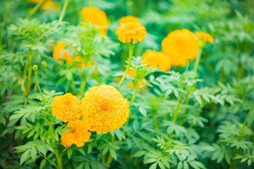 Marigolds.Tagetes erecta, Mexican marigold, Aztec marigold, African marigold.