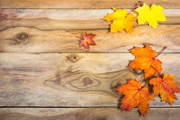 Naklejka na ściany i meble Thanksgiving background with vivid fall maple leaves, copy space