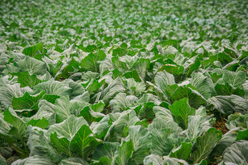 Cabbage that grows in the garden