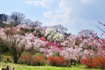 花見山（福島市）