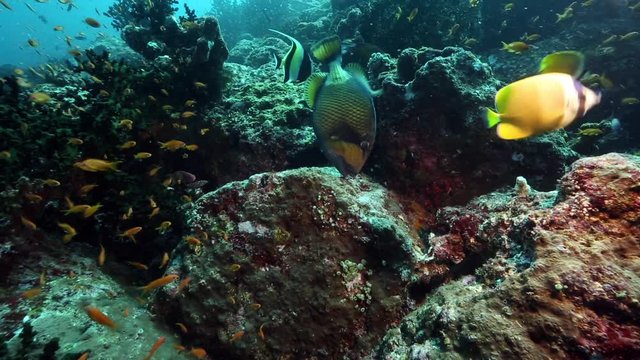Titan triggerfish eating coral off reef at Pulau Weh, Indonesia 