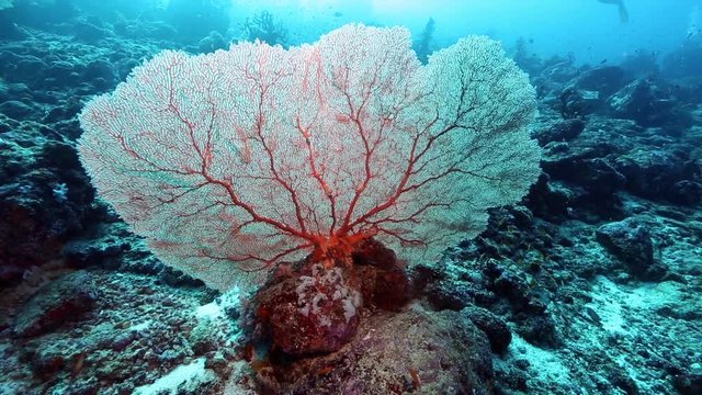 
Giant gorgonian sea fan at Pulau Weh, Aceh, Indonesia

