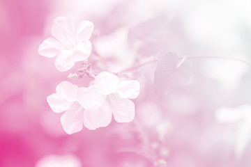 Abstract flower background. flowers made with color filters