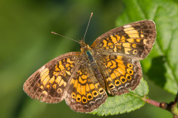 Pearl Crescent Butterfly on a Green Leaf