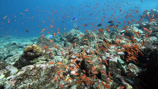 Scuba diving among thousands of orange anthias fish on volcanic coral reef 