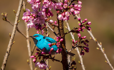 Blue dacnis on a cherry tree