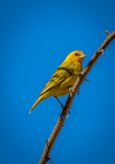 Yellow canary on a branch