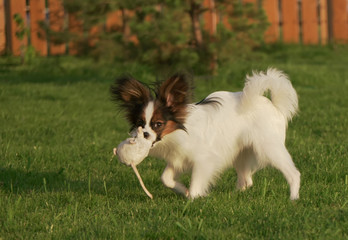 Beautiful young male dog Continental Toy Spaniel Papillon playing with plush toy on green lawn