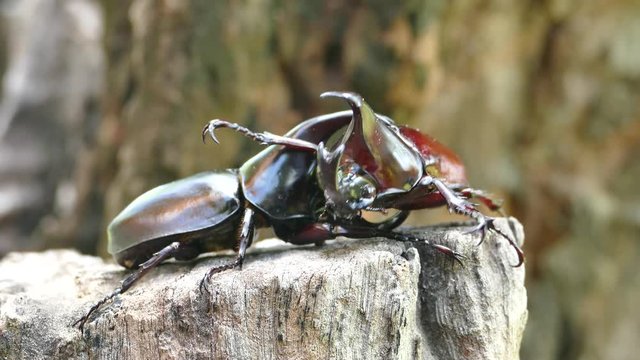 breeding season male rhinoceros beetle are fighting for female
