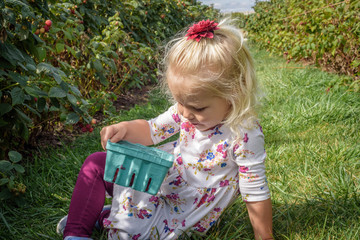 Little girl in a raspberry patch holding a quart basket of raspberries