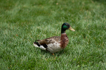 Mallard Duck Walking in the Grass
