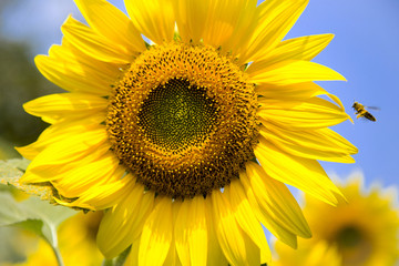 Sunflower with bee