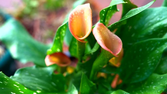 Beautiful orange Zantedeschia San Remo mini Calla Lily