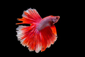 fighting fish