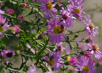 Pink fall flowers asters