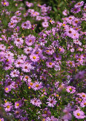 Naklejka premium Pink fall flowers asters