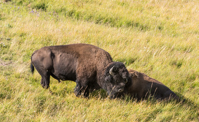 American Bison (Male and Female) in Yellowstone National Park, WY during rut season.