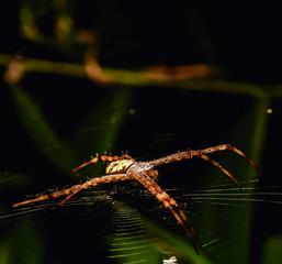 Insect angles are beautifully patterned on its fiber.