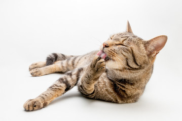 猫の素材