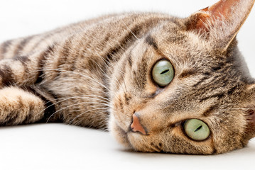 猫の素材