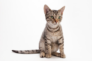 猫の素材