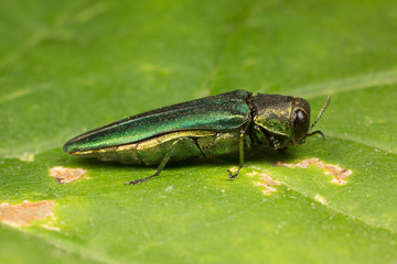 Emerald Ash Borer Side View © moneycue_canada