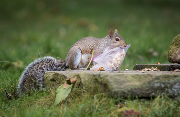 Grey Squirrel Stealing a Bag of Peanuts