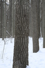 Wooded Tree Bark Texture