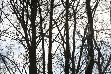 Wooded forest winter contrast texture
