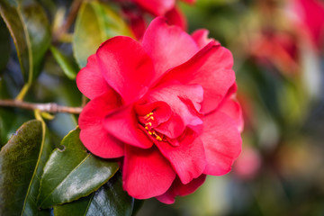 Close up of a Beautiful Red Flower on a Tree during spring time.